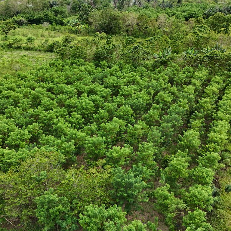 (c) Bernd Unger Birdview of agroforestry area in the Lore Lindo Biosphere, Sulawesi, Indonesia.