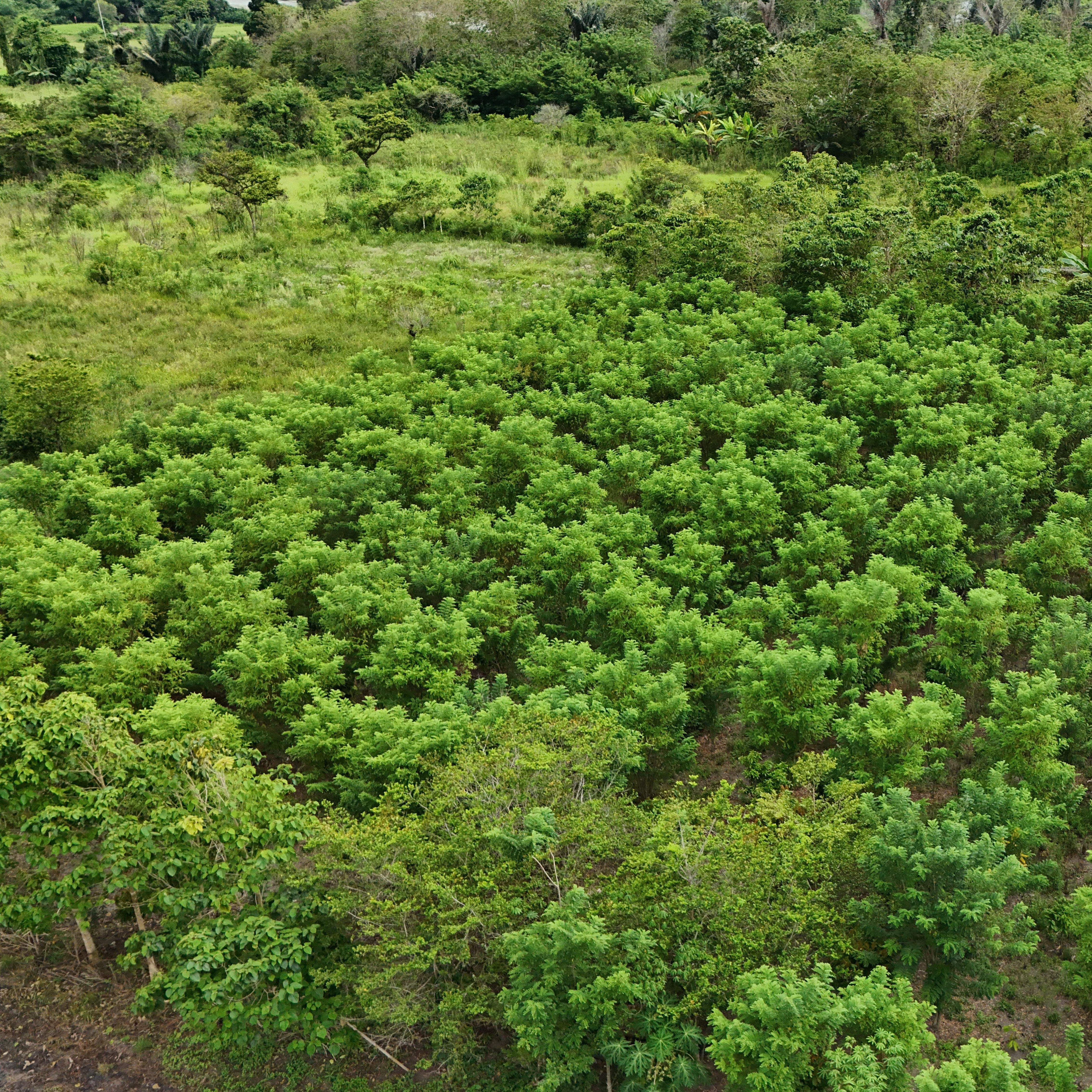 Birdview of agroforestry area in the Lore Lindo Biosphere, Sulawesi, Indonesia.